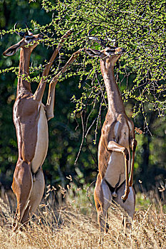 肯尼亚,萨布鲁国家公园,两个,雄性,非洲瞪羚,站立,进食,叶子,刺槐