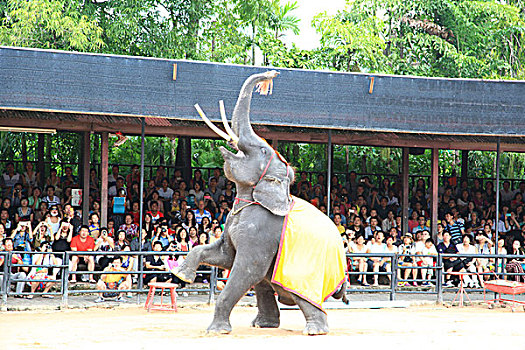 泰国大象表演