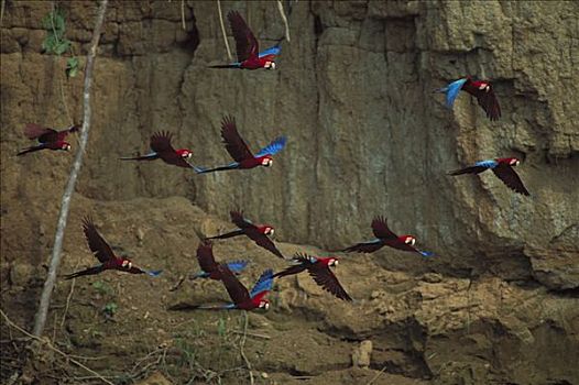 红绿金刚鹦鹉,绿翅金刚鹦鹉,飞,河,玛努国家公园,秘鲁