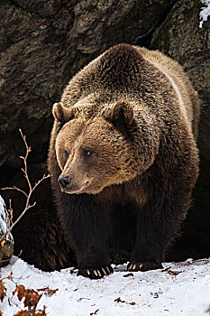 棕色的熊,棕熊,在雪,在早期春天,新兴的,从,岩石,在林地,巴伐利亚森林国家公园,德国