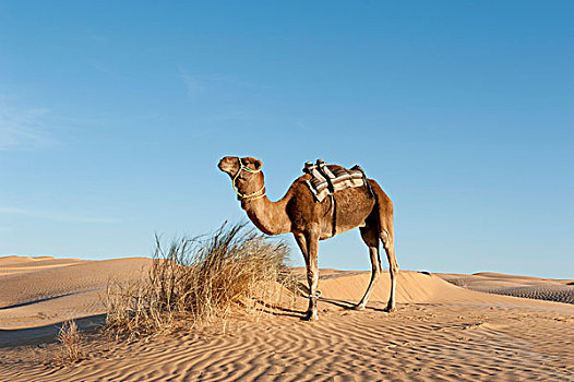 骆驼,单峰骆驼,沙丘,撒哈拉沙漠,杜兹,南方,突尼斯,北非,非洲