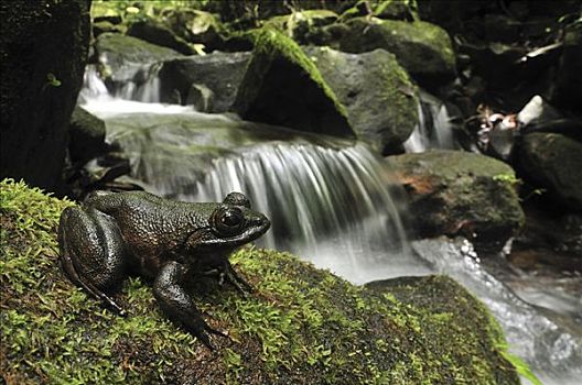 马达加斯加,青蛙,紧张,河流,国家公园
