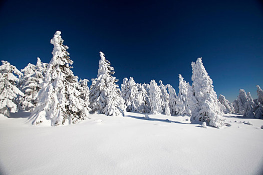 积雪,松树,山