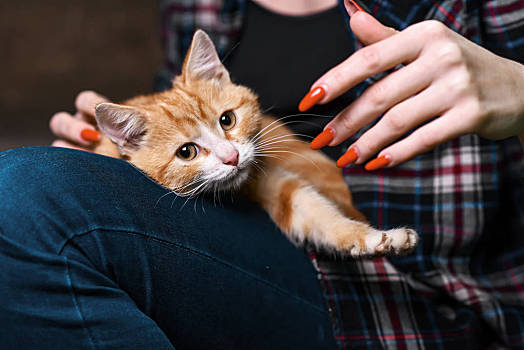 小猫,坐,女孩