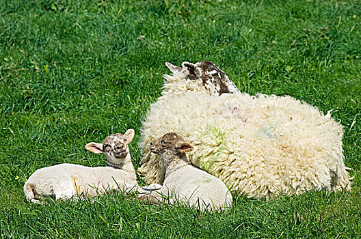 英格兰,北约克郡,母羊,羊羔肉,休息,土地