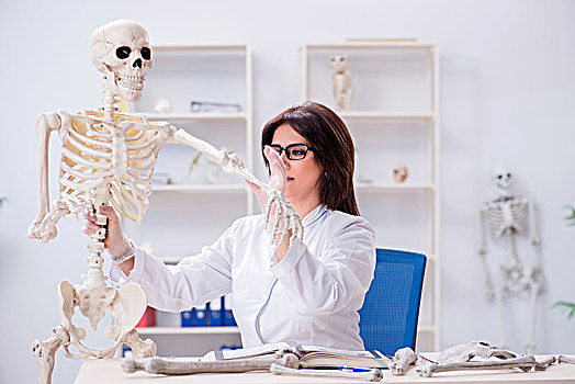 博士,工作,实验室,骨骼
