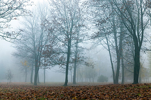 雾,秋季