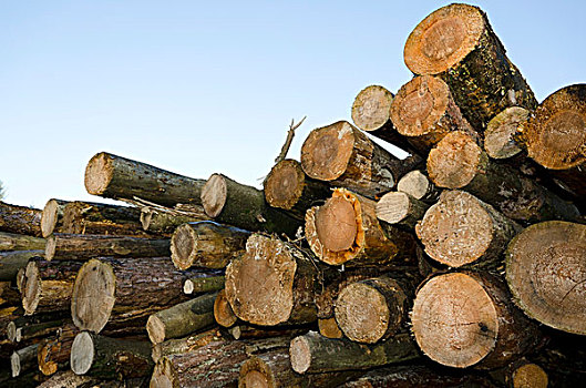 一堆,原木,木柴,北莱茵威斯特伐利亚,德国,欧洲