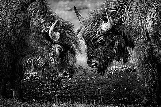 两个,美洲野牛,面对面,黄石国家公园