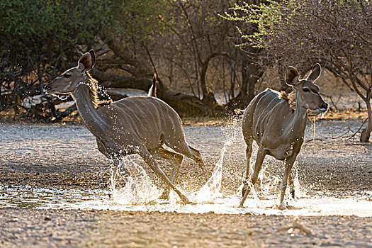 两个,大捻角羚,女性,水坑,日出,卡拉哈里沙漠,博茨瓦纳,非洲