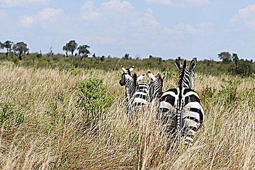 肯尼亚非洲大草原斑马-尾部特写