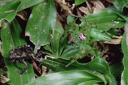跳蛛,保护色,绿叶,等待,小,青蛙,澳大利亚