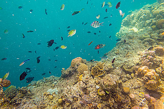 水下视角,珊瑚,海岸,岛屿,巴拉望岛,菲律宾,亚洲