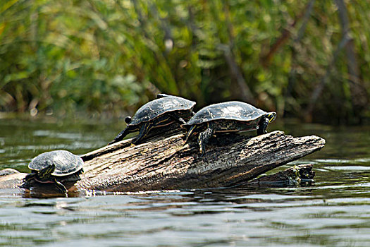 三个,龟,登录,湖,木头,安大略省,加拿大