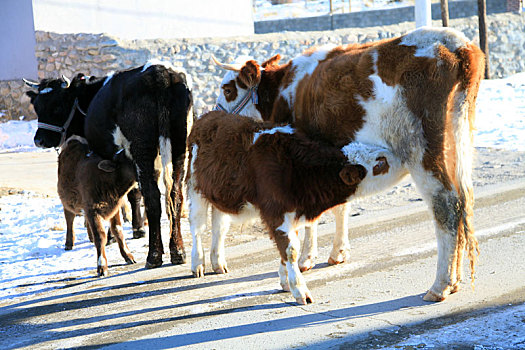 新疆巴里坤,小牛哺乳