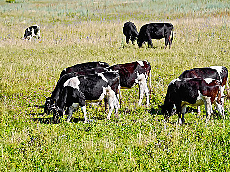 母牛,黑白,牧群