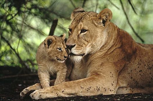 非洲狮,狮子,自然保护区,肯尼亚