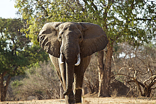 非洲象,雄性动物,津巴布韦,非洲