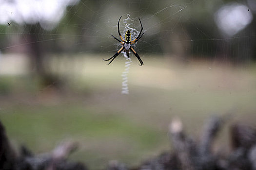 金蛛属,蜘蛛,春天,枝条,德克萨斯,美国