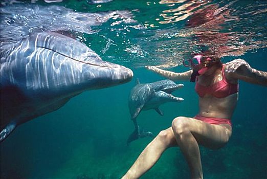 女人,游动,海豚