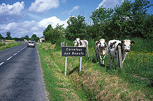 诺曼底,母牛,家牛,靠近,道路