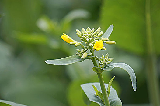 油菜花苞