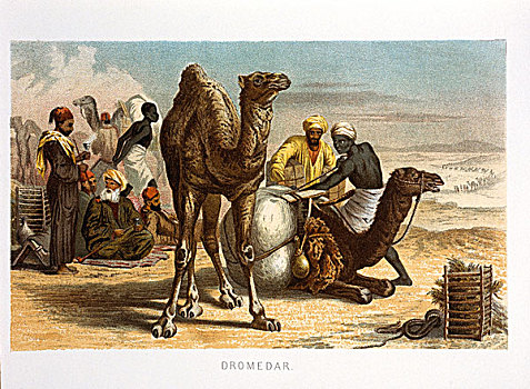 单峰骆驼,1898年