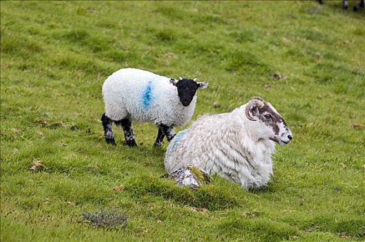 绵羊,靠近,两个,桥,达特姆尔高原,国家公园,德文郡,英格兰