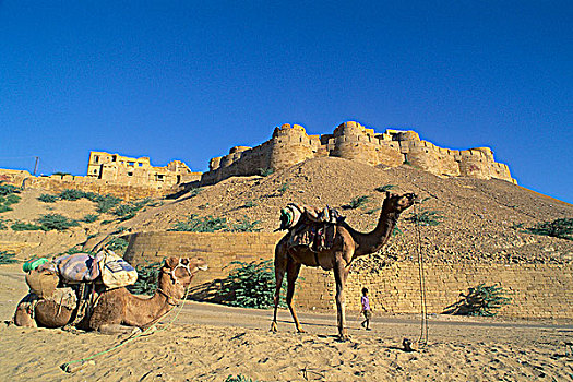 印度,拉贾斯坦邦,斋沙默尔,堡垒,骆驼