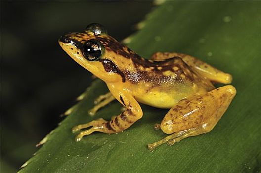 马达加斯加,青蛙,安达斯巴曼塔迪亚国家公园
