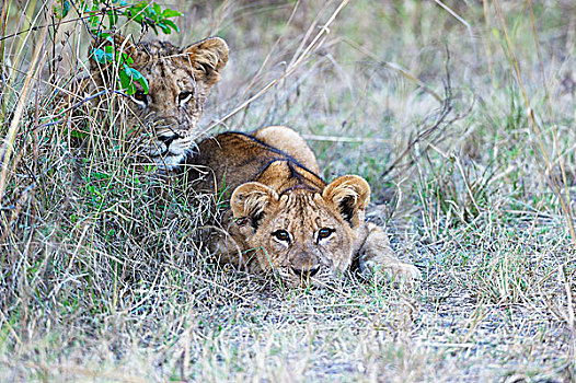 狮子,幼兽,看,隐藏处,南卢安瓜国家公园,赞比亚,非洲