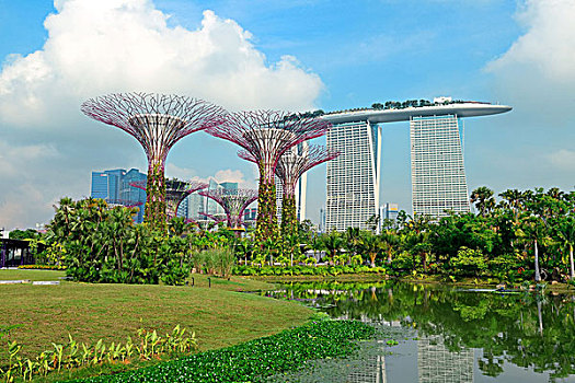 新加坡,花园,湾,树,四月,局部,政府,策略,品质,生活,绿色植物,植物