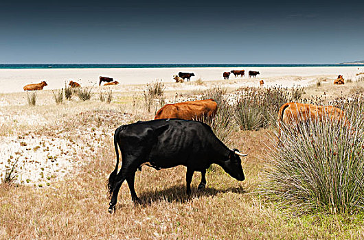 牛,放牧,海滩,安达卢西亚,西班牙