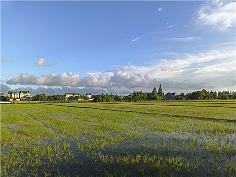 稻香人家,田园风光