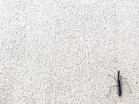 墙面上的一只螳螂