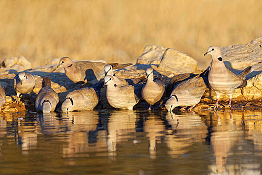 鸽子,喝,早晨,水坑,卡拉哈迪大羚羊国家公园,南非,非洲