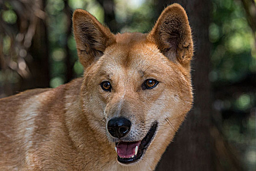澳洲野狗,狼,布里斯班,澳大利亚