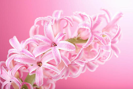 粉色,风信子,花