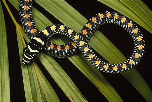 无毒蛇,蛇,飞,三岛山国家公园,越南