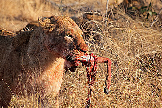 非洲狮,捕食