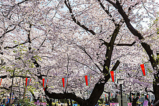 花,樱桃树,上野公园,东京,关东地区,本州,日本