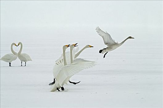 大天鹅,天鹅,求爱,冰冻,冬天,区域,北海道,日本