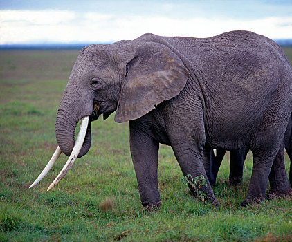 非洲象,长,獠牙,干燥,大草原,草,安伯塞利国家公园,肯尼亚,非洲