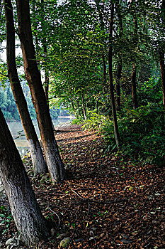 成都浣花溪公园,清晨公园里的落叶小道