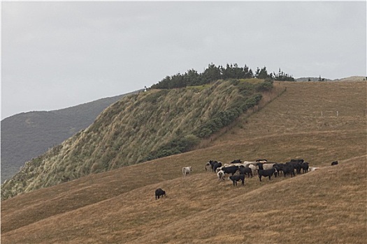菜牛,放牧,沿岸,山,新西兰
