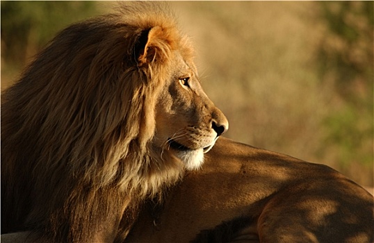 狮子,纳米比亚,非洲