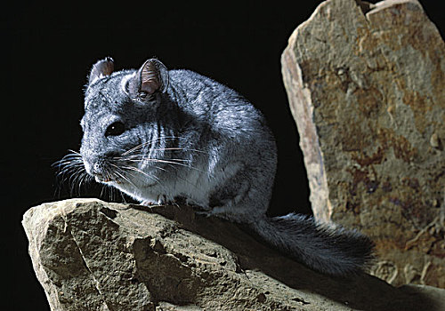 南美栗鼠,龙猫,岩石上
