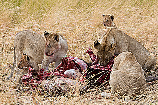 狮子,角马,马赛马拉国家保护区,肯尼亚