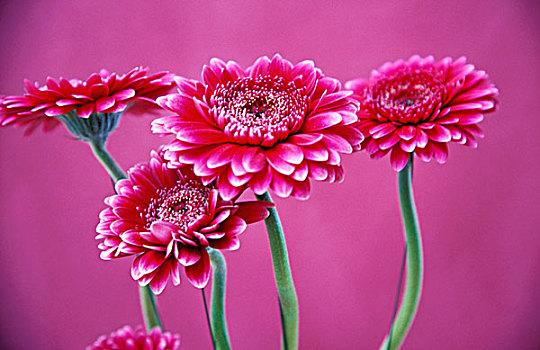 粉色,非洲菊,花瓶