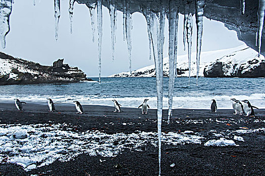 南极,南设得兰群岛,帽带企鹅,阿德利企鹅属,走,黑色背景,火山,海滩,过去,冰柱,欺骗岛